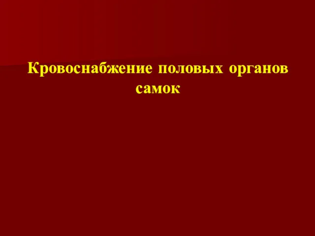 Кровоснабжение половых органов самок