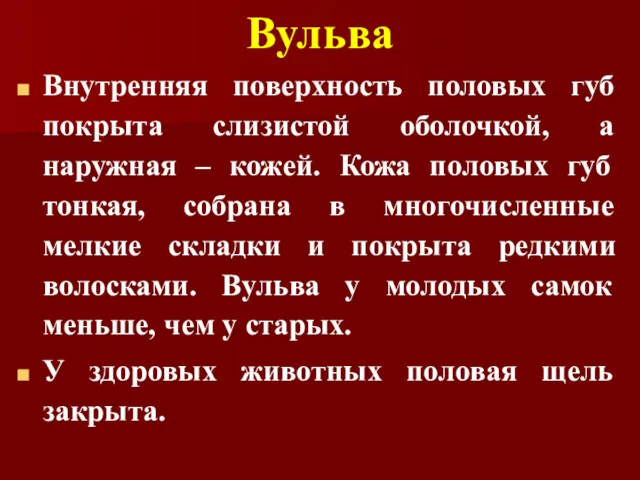 Вульва Внутренняя поверхность половых губ покрыта слизистой оболочкой, а наружная