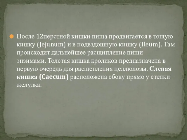 После 12перстной кишки пища продвигается в тощую кишку (Jejunum) и