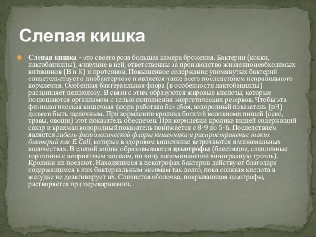 Слепая кишка – это своего рода большая камера брожения. Бактерии