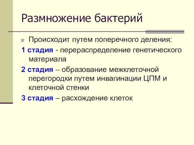 Размножение бактерий Происходит путем поперечного деления: 1 стадия - перераспределение