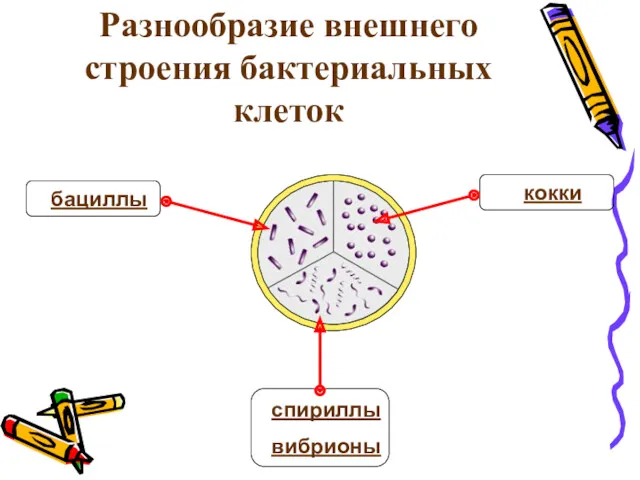 Разнообразие внешнего строения бактериальных клеток