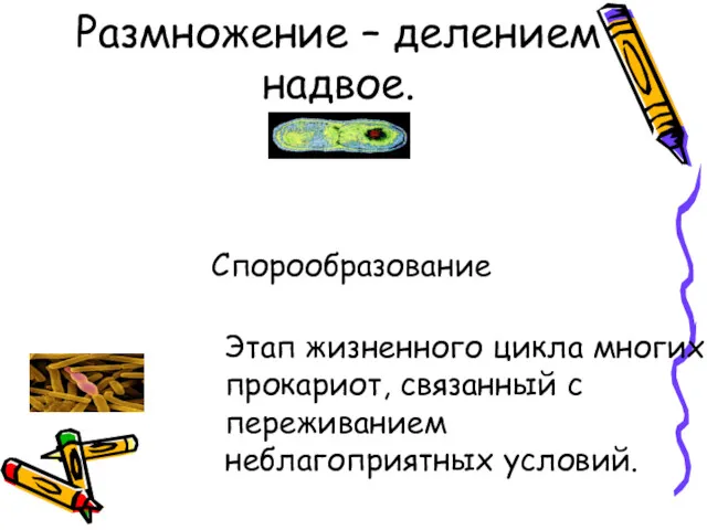 Размножение – делением надвое. Спорообразование Этап жизненного цикла многих прокариот, связанный с переживанием неблагоприятных условий.