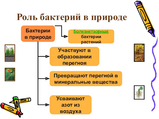 Роль бактерий в природе Бактерии в природе