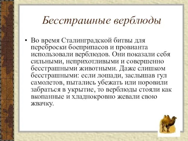 Бесстрашные верблюды Во время Сталинградской битвы для переброски боеприпасов и