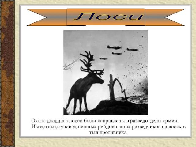 Около двадцати лосей были направлены в разведотделы армии. Известны случаи