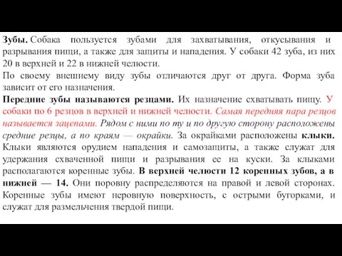 Зубы. Собака пользуется зубами для захватывания, откусывания и разрывания пищи,