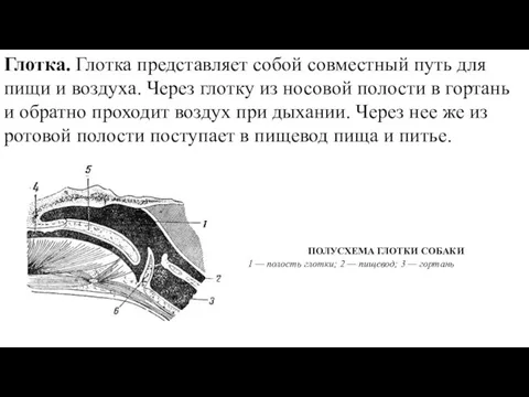 Глотка. Глотка представляет собой совместный путь для пищи и воздуха.