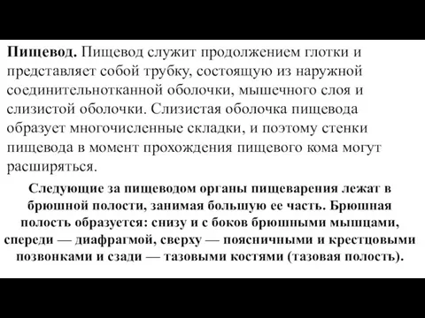 Пищевод. Пищевод служит продолжением глотки и представляет собой трубку, состоящую