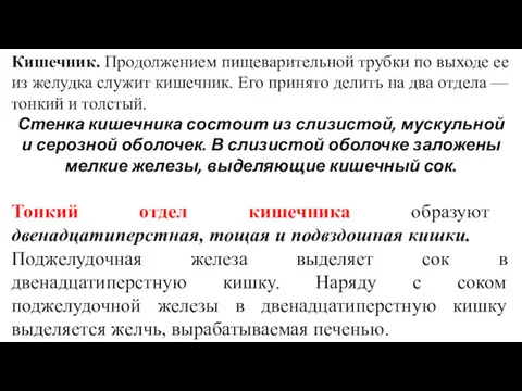 Кишечник. Продолжением пищеварительной трубки по выходе ее из желудка служит