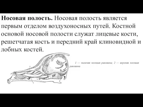 Носовая полость. Носовая полость является первым отделом воздухоносных путей. Костной