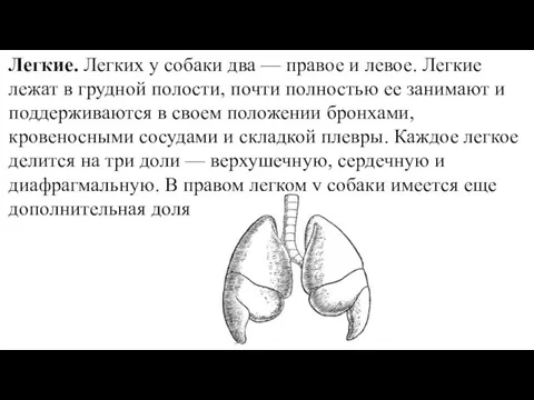 Легкие. Легких у собаки два — правое и левое. Легкие