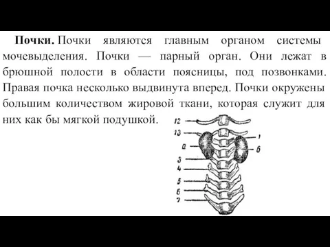 Почки. Почки являются главным органом системы мочевыделения. Почки — парный