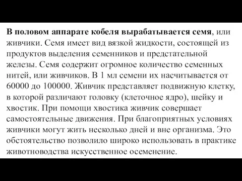 В половом аппарате кобеля вырабатывается семя, или живчики. Семя имеет