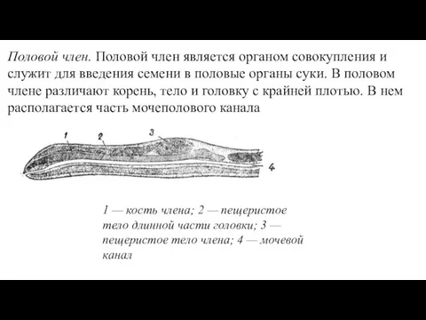 Половой член. Половой член является органом совокупления и служит для