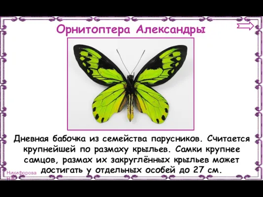 Орнитоптера Александры Дневная бабочка из семейства парусников. Считается крупнейшей по