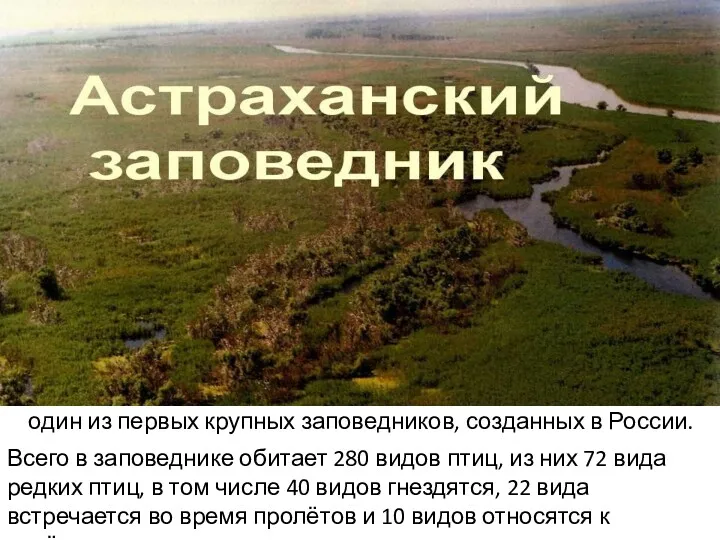 Астраханский заповедник Всего в заповеднике обитает 280 видов птиц, из