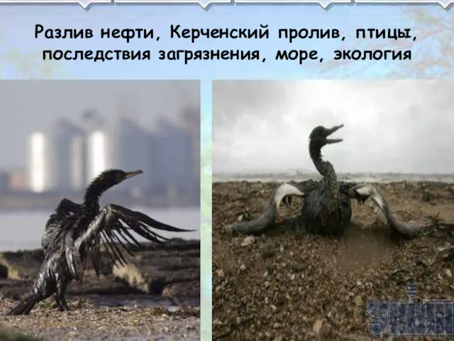 Разлив нефти, Керченский пролив, птицы, последствия загрязнения, море, экология