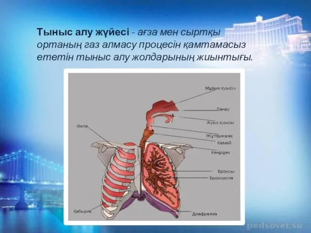 Тыныс алу жүйесі - ағза мен сыртқы ортаның газ алмасу