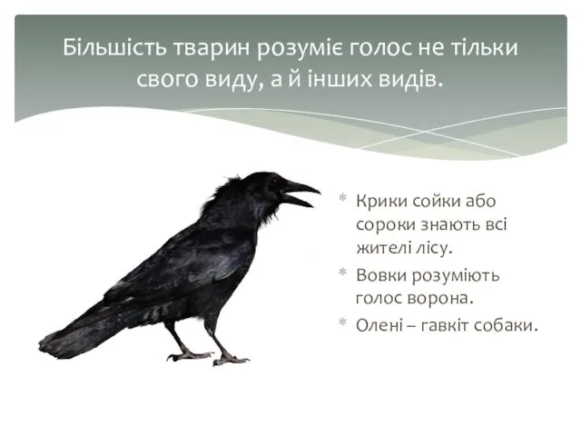 Крики сойки або сороки знають всі жителі лісу. Вовки розуміють