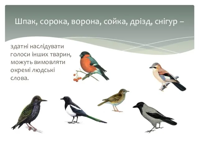 здатні наслідувати голоси інших тварин, можуть вимовляти окремі людські слова.