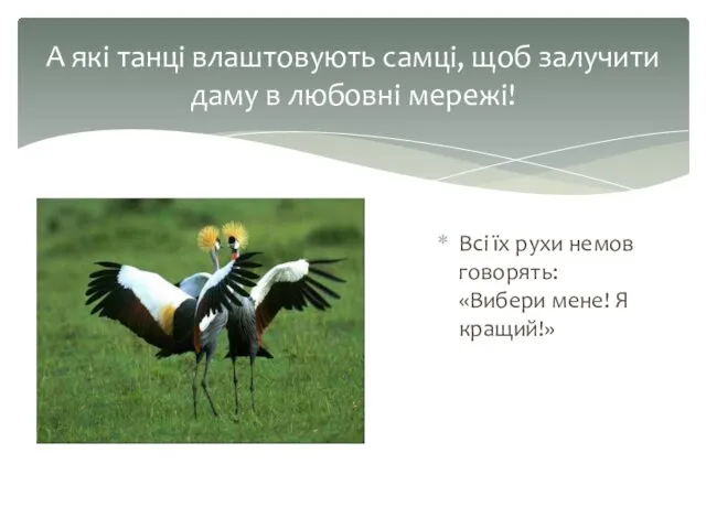 Всі їх рухи немов говорять: «Вибери мене! Я кращий!» А