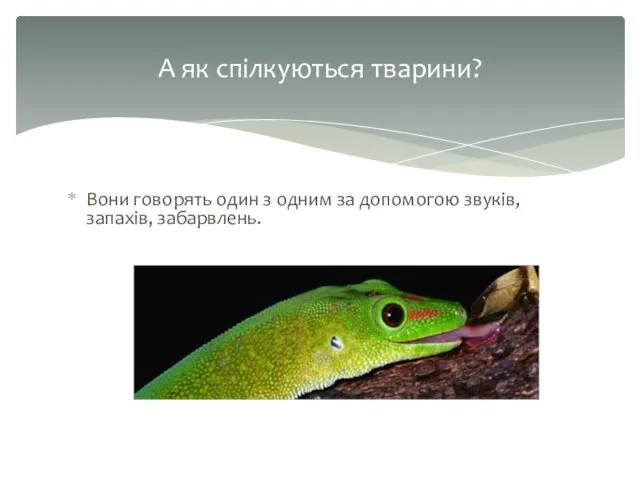 Вони говорять один з одним за допомогою звуків, запахів, забарвлень. А як спілкуються тварини?
