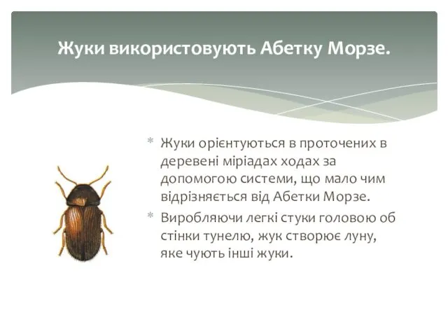 Жуки орієнтуються в проточених в деревені міріадах ходах за допомогою