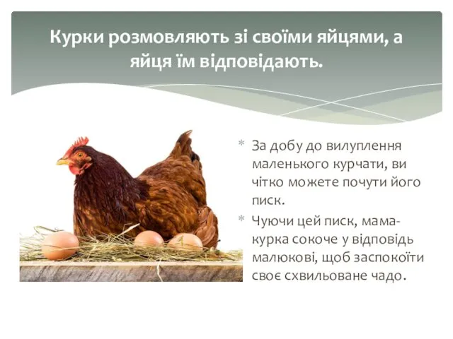 За добу до вилуплення маленького курчати, ви чітко можете почути