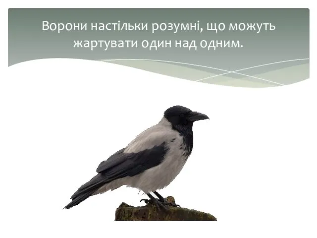 Ворони настільки розумні, що можуть жартувати один над одним.