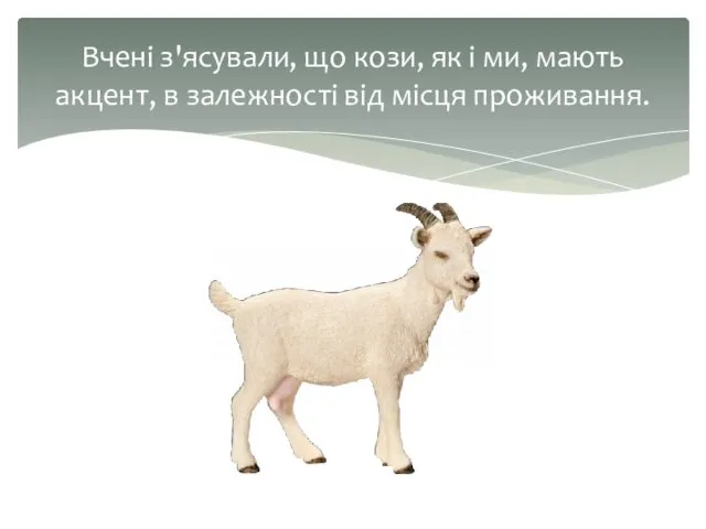 Вчені з'ясували, що кози, як і ми, мають акцент, в залежності від місця проживання.