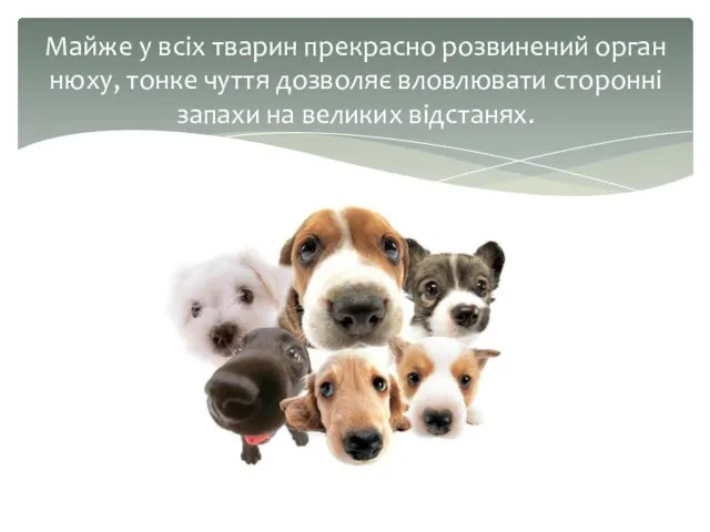 Майже у всіх тварин прекрасно розвинений орган нюху, тонке чуття