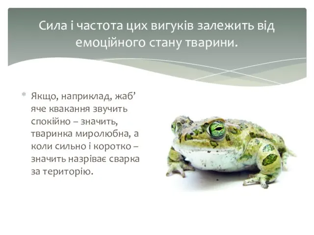 Якщо, наприклад, жаб’яче квакання звучить спокійно – значить, тваринка миролюбна,