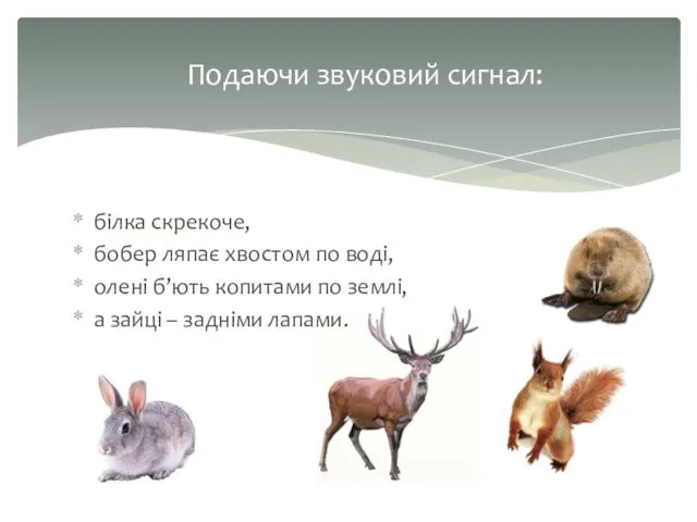 білка скрекоче, бобер ляпає хвостом по воді, олені б’ють копитами