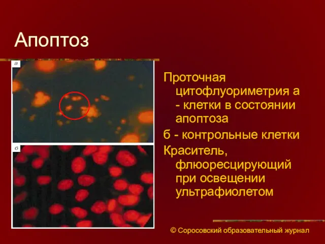 Апоптоз Проточная цитофлуориметрия а - клетки в состоянии апоптоза б