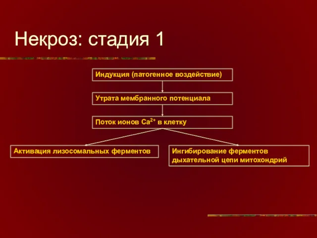 Некроз: стадия 1 Индукция (патогенное воздействие) Утрата мембранного потенциала Поток