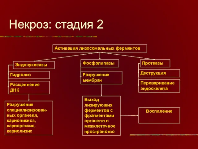 Некроз: стадия 2 Активация лизосомальных ферментов Фосфолипазы Протеазы Эндонуклеазы Гидролиз