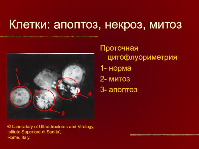 Клетки: апоптоз, некроз, митоз Проточная цитофлуориметрия 1- норма 2- митоз