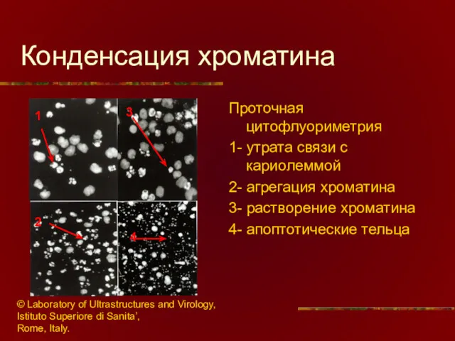 Конденсация хроматина Проточная цитофлуориметрия 1- утрата связи с кариолеммой 2-