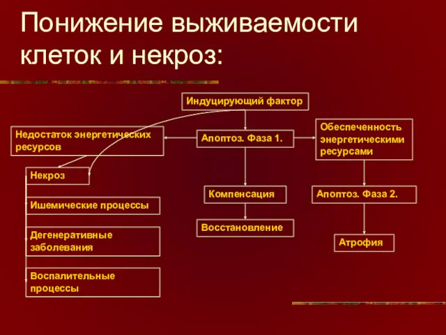 Понижение выживаемости клеток и некроз: Индуцирующий фактор Компенсация Восстановление Апоптоз.