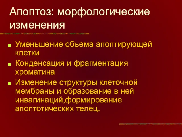 Апоптоз: морфологические изменения Уменьшение объема апоптирующей клетки Конденсация и фрагментация