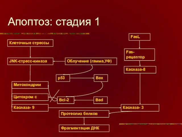 Апоптоз: стадия 1 Клеточные стрессы FasL Fas-рецептор Каспаза-8 JNK-стресс-киназа Облучение