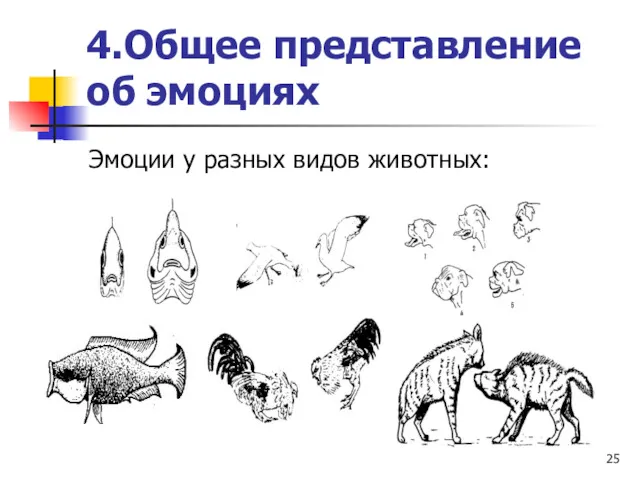 4.Общее представление об эмоциях Эмоции у разных видов животных: