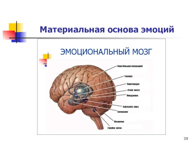 Материальная основа эмоций