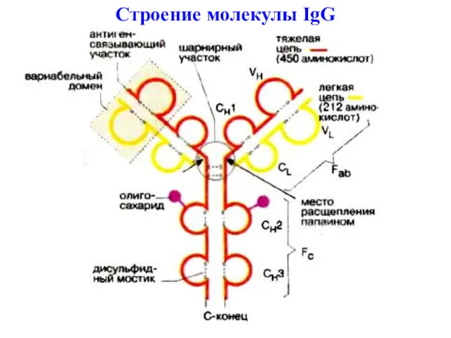 Строение молекулы IgG