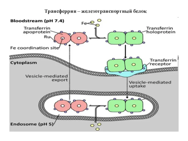 Трансферрин – железотранспортный белок