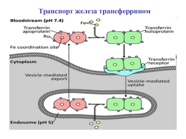 Транспорт железа трансферрином