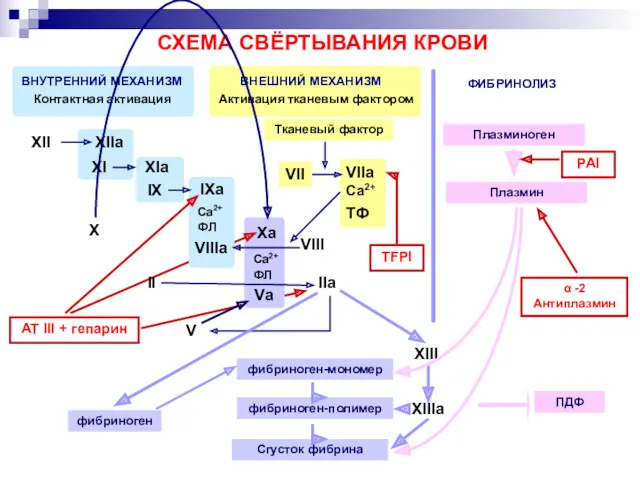 СХЕМА СВЁРТЫВАНИЯ КРОВИ