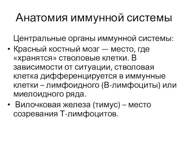 Анатомия иммунной системы Центральные органы иммунной системы: Красный костный мозг