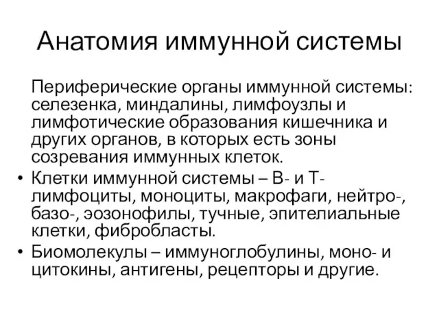 Анатомия иммунной системы Периферические органы иммунной системы: селезенка, миндалины, лимфоузлы